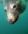   friendly seal Eyemouth east Scotland. canon g11 ys110 strobe. Scotland strobe  